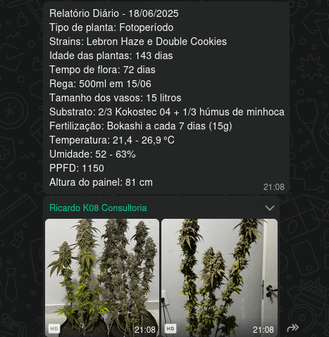 Relatório diário detalhado de um grower