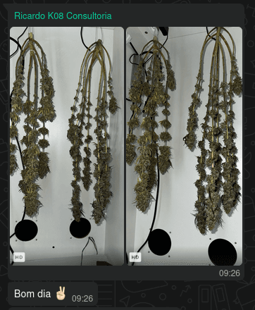 Colheita secando após ciclo completo