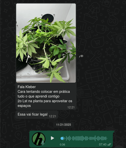 Grower aplicando LST na planta