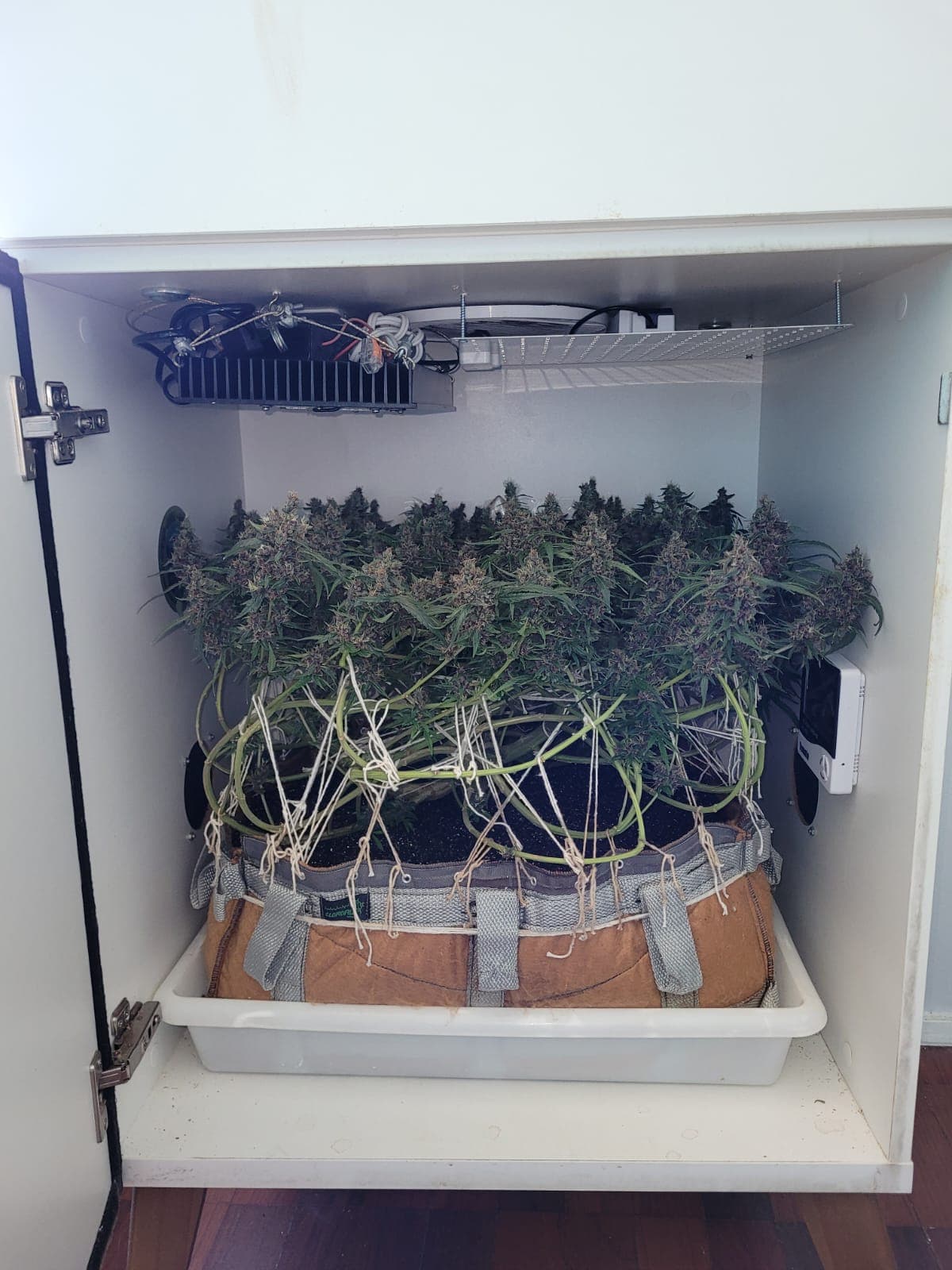 Flora completa na Growbox HG